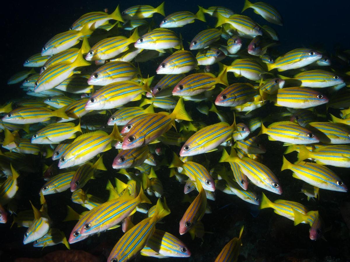 Blue Bay Divers Likupang Bangka Luaran gambar